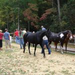 several horses and people outdoors - Equine Interaction Experience - English Mountain Recovery