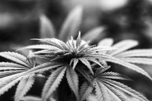 black and white - marijuana plant - brain