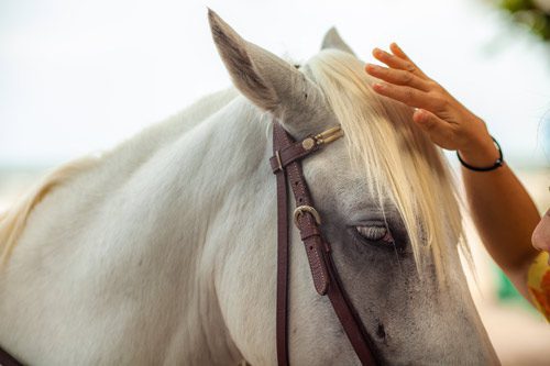 closeup of hand petting head of white horse - equine