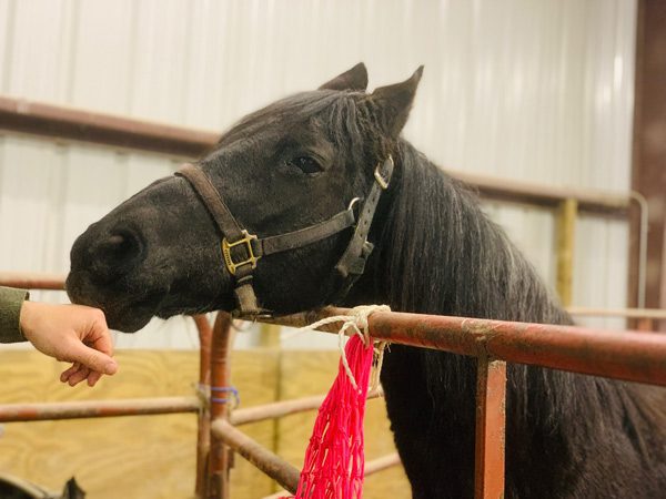 beautiful black horse sniffing a person's hand at the Equine Interaction Experience - English Mountain Recovery - rehab in the Smoky Mountains of TN, Equine assisted therapy